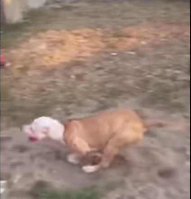 Gregory bu rekoru 2001 yılında kırmış ve bugüne kadar daha yükseğe sıçrayabilen bir isim çıkmamıştı.