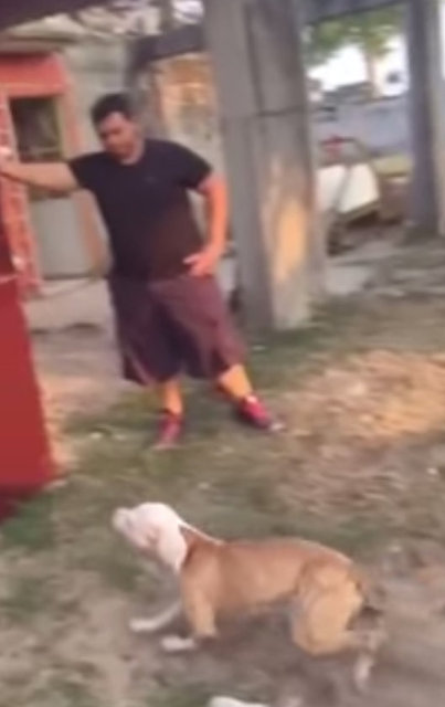 İşte o köpeğin kare kare inanılmaz becerisi...