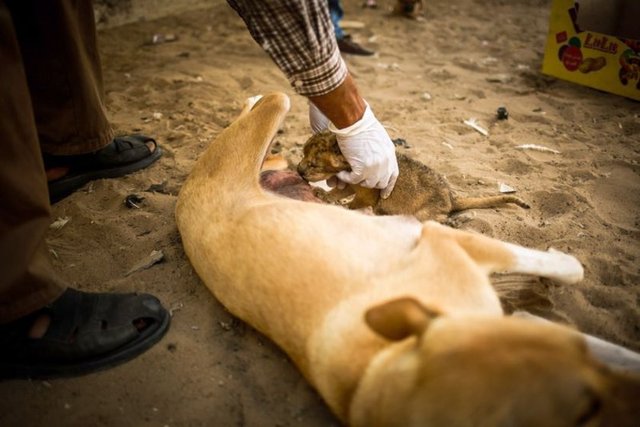 İlk etapta zor oldu. Ancak sonra alışan köpek, 8 yavrusunu emzirdikten sonra aslan yavrusuna süt vermeye başladı. İlk kez böyle bir şey oldu" dedi