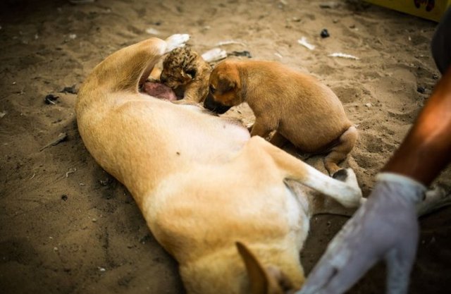 Hayatta kalan son yavruyu kurtarmak için hayvanat bahçesi görevlilerinin Kanadalı bir veterinerle konuyu görüşerek, çözüm aradığını dile getiren Sıbeyte, "Kanadalı veteriner, köpek sütünün aslanın sütüne en yakını olduğunu söyledi.