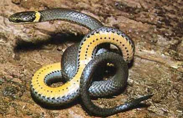 8-)Yılanların yol göstericisi dilleridir. Yönlerini bulurken dillerini kullandıkları gibi giderken yerde bıraktıkları sıvı sayesinde bir birlerini de bulabilirler.