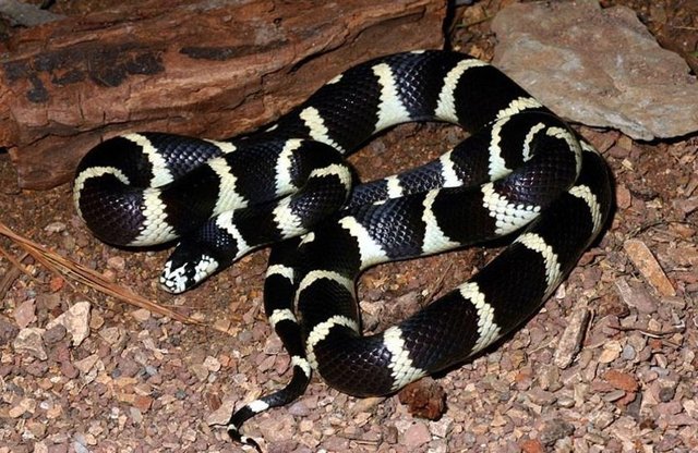 4-)Zehirlerini üst dişlerinden salgılarlar ve bir enjektör gibi avına saplanır.