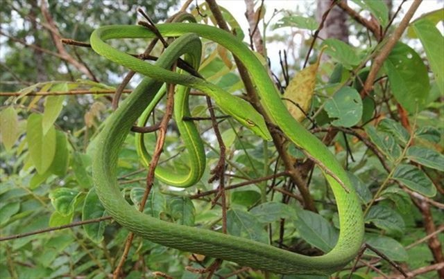 9-)Yılanlar avını yutarken soluk borusunu girişini dışarıya çıkarır ve büyük avlarını yutarken bu şekilde nefes alabilir.