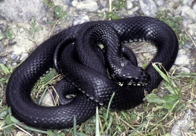 6-)Derisi kaygan bir yapıya sahiptir. Eğer sert bir derisi olsaydı sürünürken yırtılabilir yılan ölebilirdi.