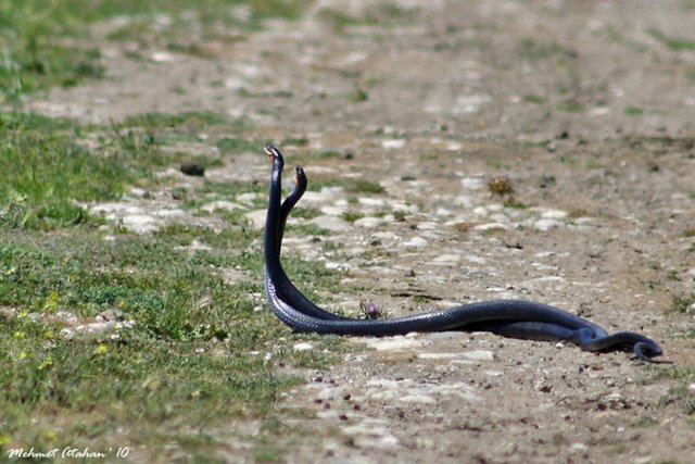 10-)Yılanların vücudunda çok güçlü bir sıvı bulunur. Avı ne kadar büyük olursa olsun kolayca öğütebilir.