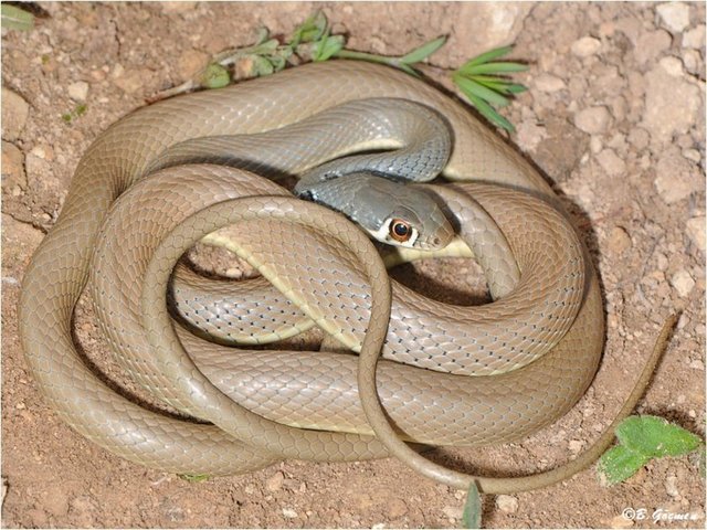 2-)Hangi tür olursa olsun yılanlar duyamazlar.