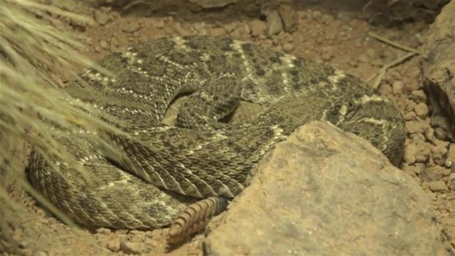 Bu defa çıngıraklı yılanın kuyruğunun içindekileri merak eden baba oğul, hayvanat bahçesine gidip bir adet ölü çıngıraklı yılan kuyruğu satın alıyor.