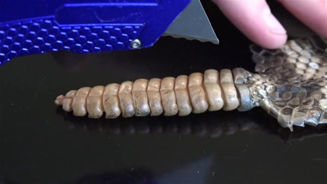 Falçata ile kesim işlemine başlıyorlar.