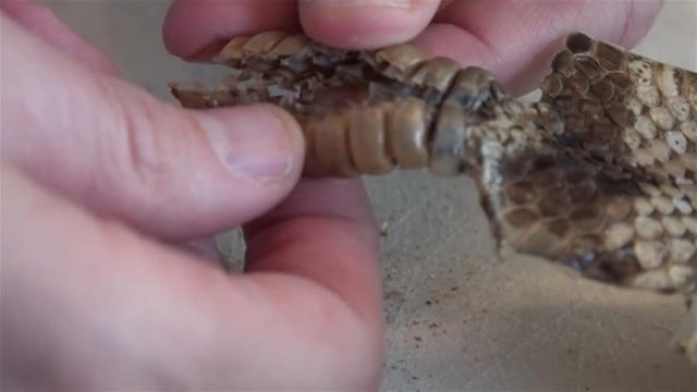 Çünkü kuyruğun bir boşluktan ibaret olduğuna tanık oluyorlar.