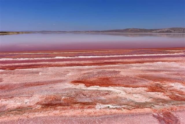 "Tuzlu sulak alanlar, flamingolar için en önemli yaşam alanlarıdır. Tuz Gölü de flamingolar için dünyadaki önemli yaşam alanlarından biri.