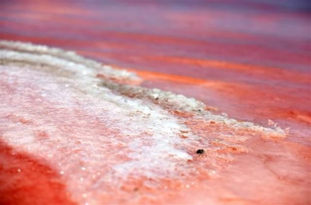 "Bu yıl, diğer yıllardan farklı olarak Tuz Gölü ve çevresi çok fazla miktarda yağış aldı. Bu yağışın etkisiyle tuzluluk sürekli değişiyor.