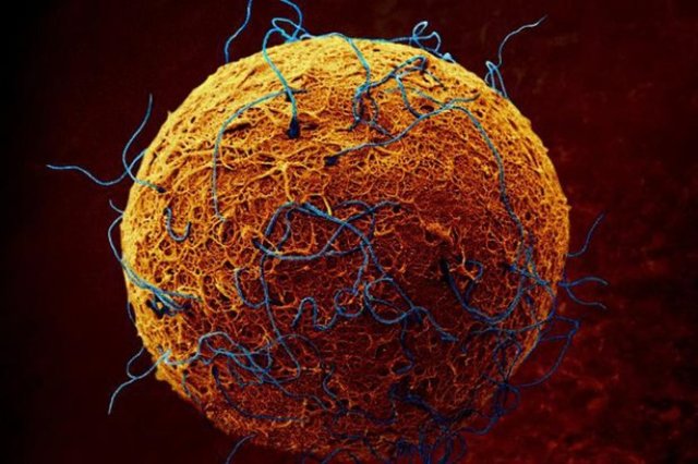 İnsan vücudundaki en büyük hücre, bir kadının yumurtasıdır. İnsan vücudundaki en küçük hücre ise sperm hücresidir.