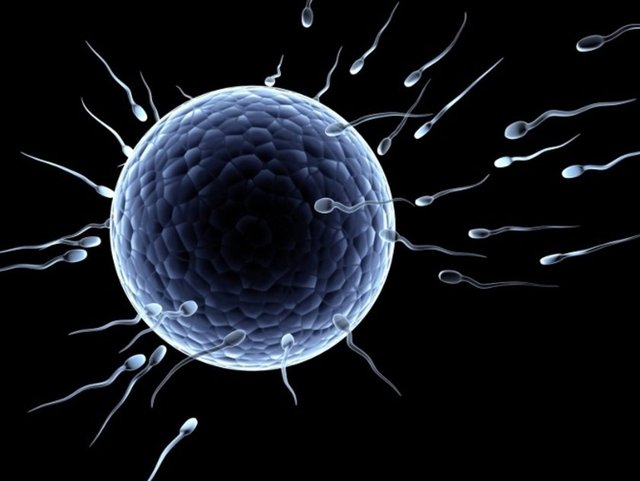 Normalde hücreler görülemeyecek kadar küçüktür ama bir yumurta hücresi, 1mm'lik çapı ile çıplak gözle görülebilir. Sperm hücresi ise bir hücre çekirdeğinden birazcık büyük, ama yine de çok minik bir hücredir.