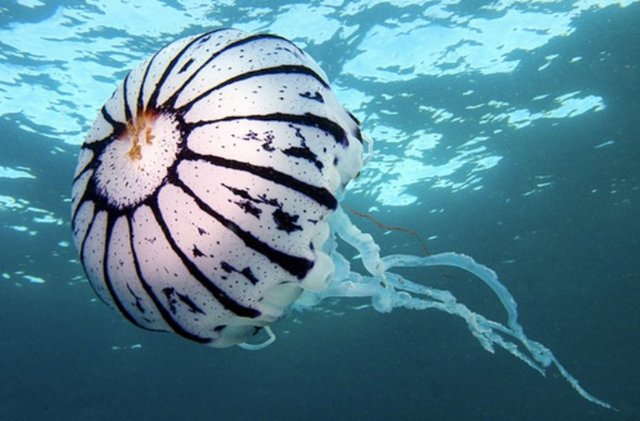 Bazı deniz analarının oldukça zehirli olduğunu, ufak olsalar dahi oldukça ağrı ve iritasyona neden olabileceğini aklınızın bir köşesine not edin.