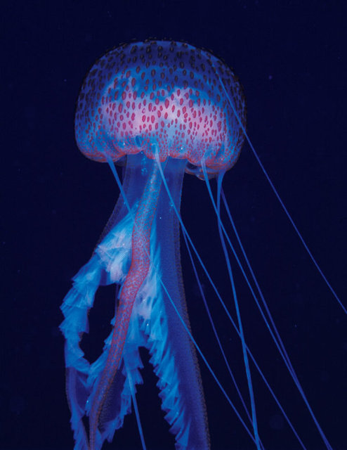 Ardından da o bölgeye hemen sıcak su kompresi yapın.