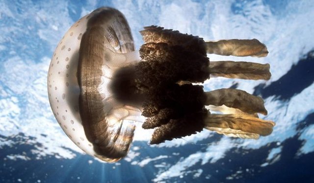 Deniz anasının temas ettiği bölgeyi tuzlu su, ya da sirkeli su veya amonyak ile temizleyin.