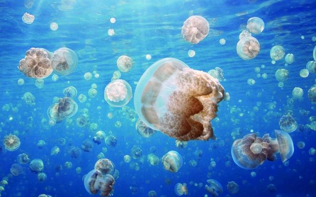 Deniz anası sokmaları yüzücülerin sık sık karşılaştığı bir problemdir ve bu durum hafif şiddetli olabileceği gibi ciddi de olabilir.