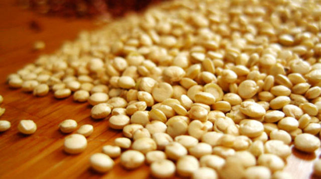 Demir ve çinko değeri bakımından zengindir. Yaz mevsiminde salatalarda haşlanmış olarak tüketilebilir. -