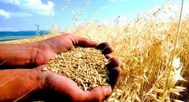 Böylece yüksek oranda lif içeren gıdalar, kan şekerinde ve enerji seviyelerinde ani yükselme ve düşmeler olmasına neden olmaz.