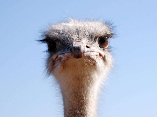 Deve kuşlarının gözleri beyinlerinden büyüktür...