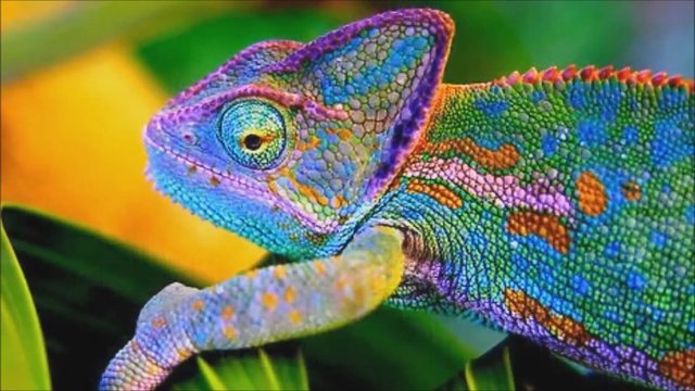 Bukalemunlar gözlerini aynı anda iki yöne hareket ettirebilirler.