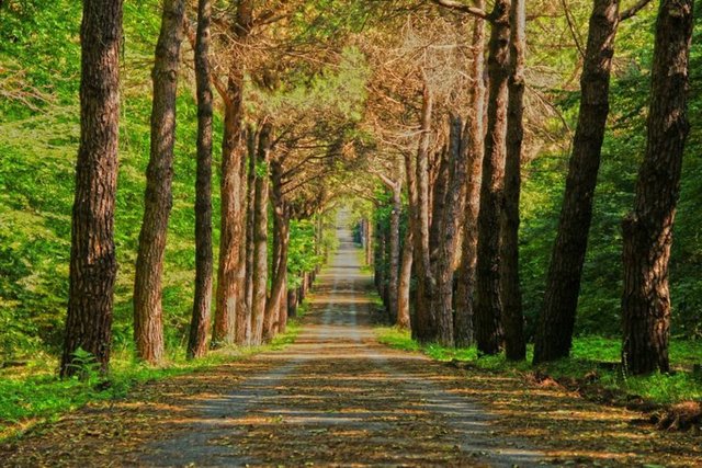 Atatürk Arboretumu: İstanbul'un en yeşil alanlarından biridir. Belgrad Ormanı'nın güneyinde yer alıyor. -