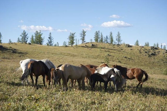 Ergenekon Vadisi'ndeki cılkı (yılkı) atları.
