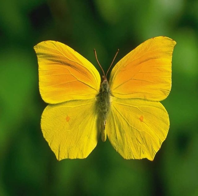 Ksantofobi: Sarı renkten korkmak.