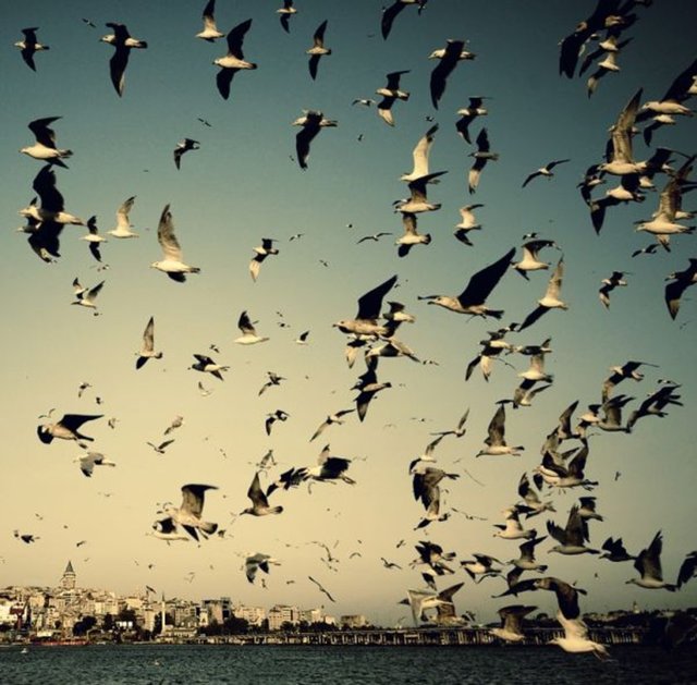 Ornitofobi: Kuşlardan korkmak.