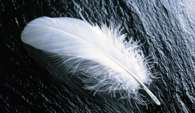 Pteronofobi: Kuş tüyünden korkmak.