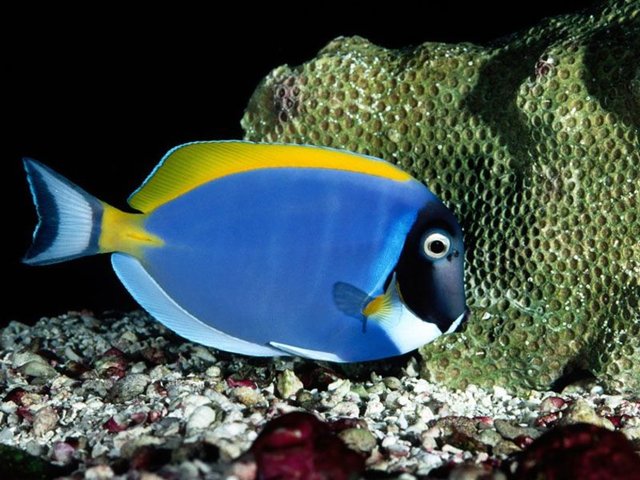 İhtiyofobi: Balıklardan korkmak.