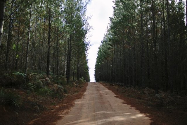 Dendrofobi: Ağaçlardan ve ormanlık alanlardan korkmak.