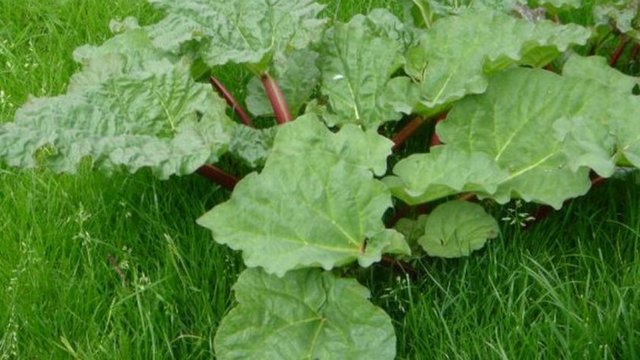 10 yaş altı kullanılmamalı.