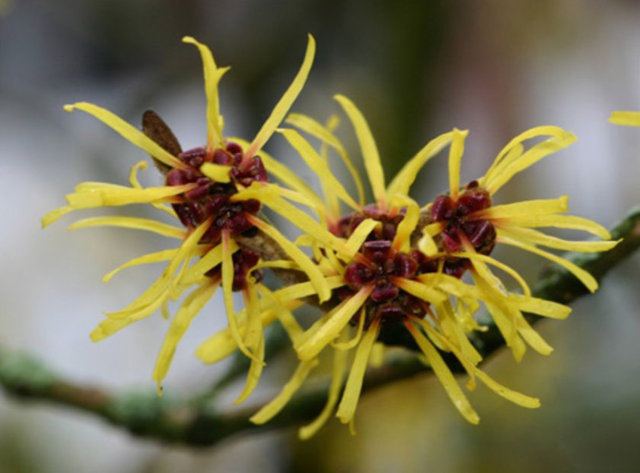 Gözde ağrı, görüşte değişikliklere neden olabilir.
