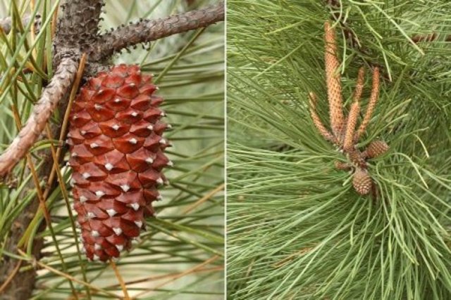 18 yaş altı, hamile ve emzirme dönemi kullanılmamalı.