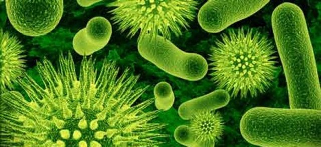 MIKROP KOLONIMIZIN DENGESINI NELER BOZUYOR?  ANTIBIYOTIKLER: Bu etkili ilaçlar bağırsak florasında iyi ya da kötü bakteri ayırt etmeden ne varsa öldürüyorlar.