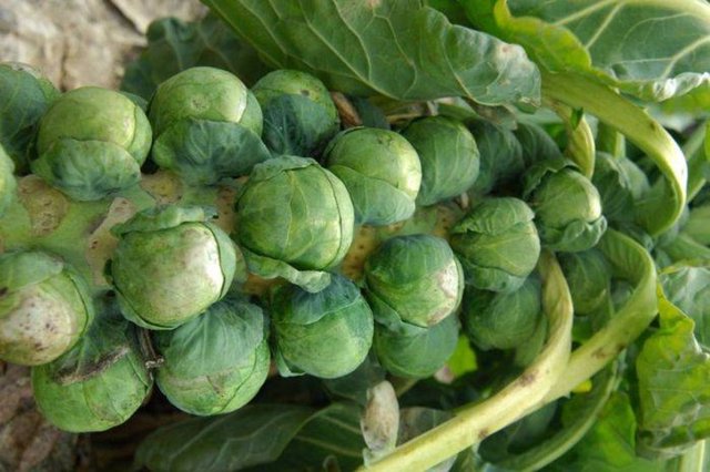 Brüksel lahanası: İyi bir demir kaynağıdır. Kanser başta olmak üzere hastalıklara karşı vücudun doğal savunma sisteminin aktivitesini artırır. Tam bir sağlık deposu olan bu sebzeyi 7 dakika buharda pişirip, tükettiğinizde maksimum fayda sağlayacaktır.