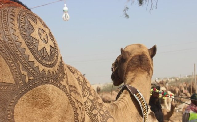 Arabistan Yarımadası'nda tasarımlı deve sahibi olmak bir ayrıcalık sayılıyor.