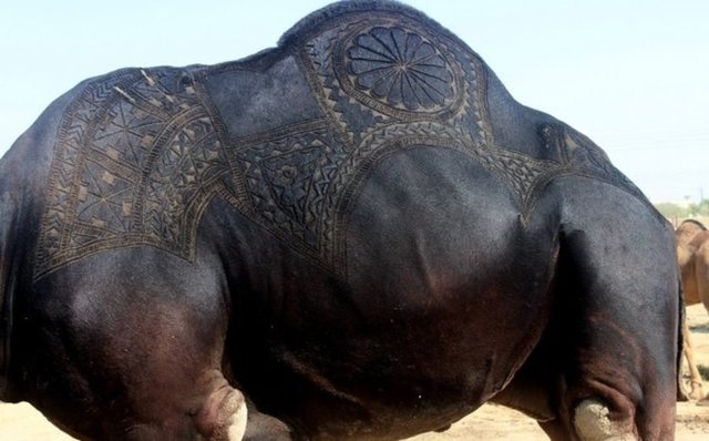 Tasarımlı develere satışı yapılırken ise ortalama 200 dolar daha fazla fiyat biçiliyor.
