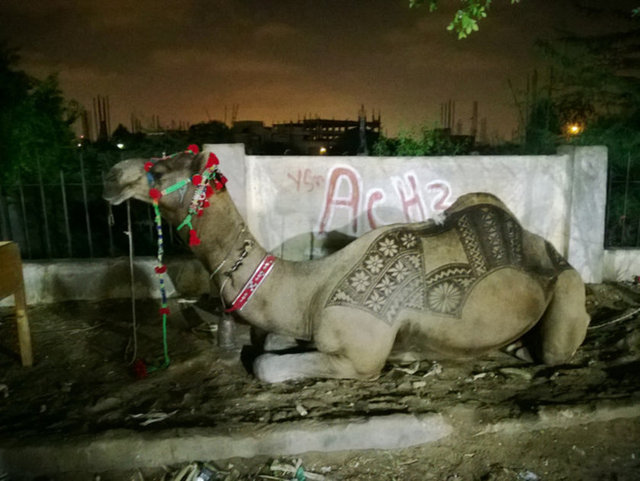 Her taasarım devenin boyutu, rengi ve  belirlenen modele göre yaklaşık dört saat sürüyor.