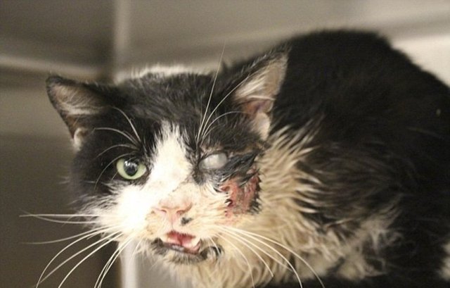 Korkutan bir diğer kedi ise 'Zombi kedi Bart' olmuştu.