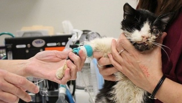 Bart sığ bir mezara gömüldükten beş - gün sonra komşusu tarafından üstü başı çamur içinde miyavlarken bulundu.