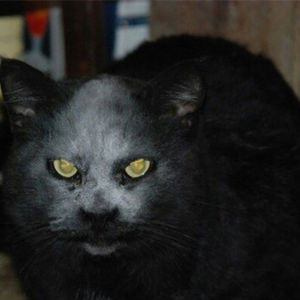 BU KEDİ BİR ŞEYTAN MI?