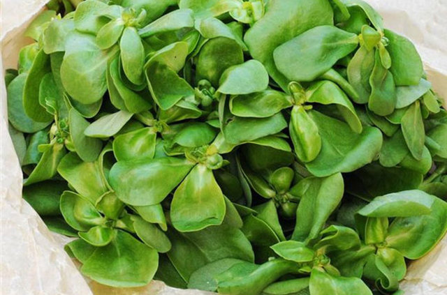 ISPANAK - ABD, tüketimde ıspanak salatası başı çekiyor. Demir yönünden zengin, koyu yeşil yapraklı ve güzel tadı olan ıspanak, diğer yapraklı sebzelere nazaran daha çok protein içeriyor.