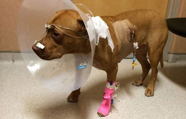 Kapsamlı bir ameliyat sonrasında hayata yeniden dönen köpekler operasyon sonrası işte böyle görüntülendi.