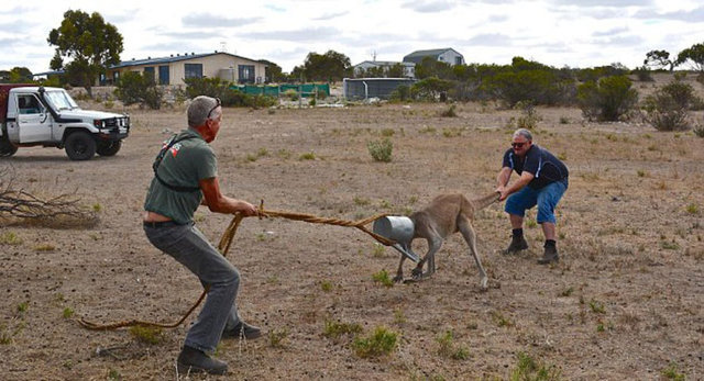 Kanguru başını sulama tenekesine sıkıştırınca olanlar oldu.