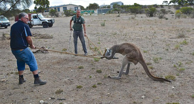 Birinin de kuyruğundan tutup çektiği olayda "kanguruya yardım mı ediliyor yoksa işkence mi" sorusunu akıllara getirdi.