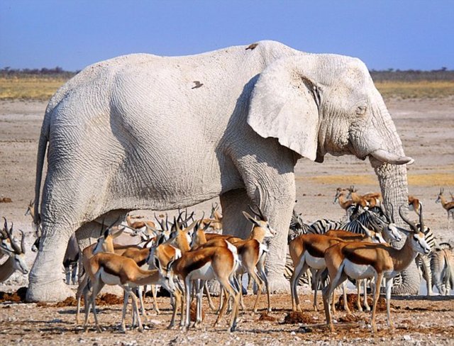 GAZETE HABERTÜRKİngiliz Daily Mail Gazetesi, türünün baskın renk özelliklerinin aksine, albino (doğuştan beyaz) olarak dünyaya gelen hayvanların fotoğraflarını derledi.