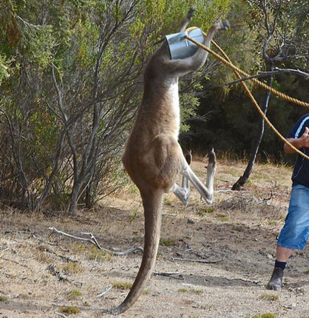 Avustralya'nın güneyinde yer alan Coffin Körfezi'nde Cumartesi günü meydana gelen olayda başını tenekeye sıkıştıran kanguruyu kurtarmak için Rob Smith ve Steve Dew akıllara durgunlu veren bir yöntemle tenekeyi çıkartmaya çalıştı.