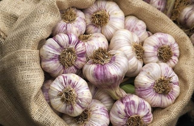 Sarımsağın kültürü oldukça geniş bir zaman dilimine yayılıyor.